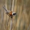 Moudivlacek luzni - Remiz pendulinus - Eurasian Penduline-Tit 0905